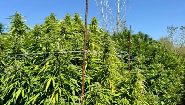 НАРКОПЛАНТАЦИЯ! Гора от канабис откри ГДБОП в Плевен (СНИМКИ)