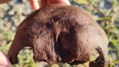 Човешки кости откриха край плевенското село Байкал, тече разследване (СНИМКИ)