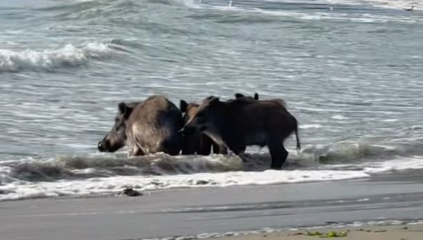 Диви прасета се разхождат по плажа във Варна