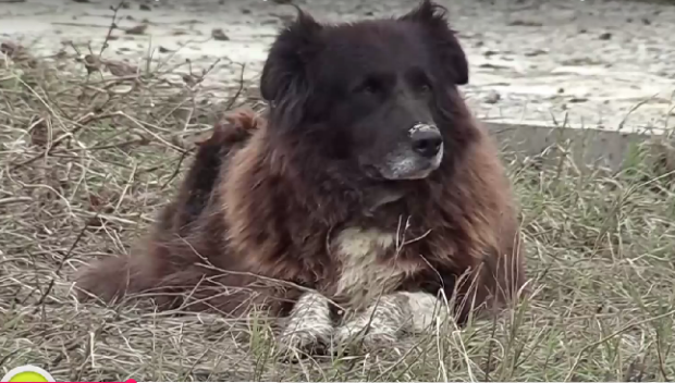 Застреляха куче в двор на къща в Опака