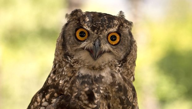 Бурята Ейми отнесе бухал до нефтена платформа