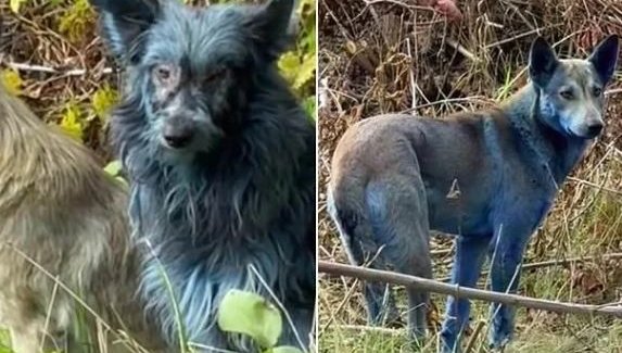 Мистериозни сини кучета се появиха в Чернобил