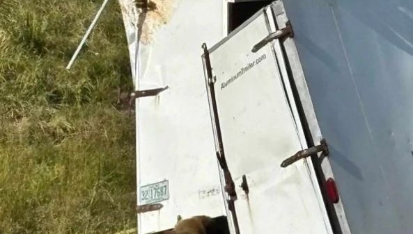 Агресивни лабораторни маймуни избягаха от катастрофирал камион