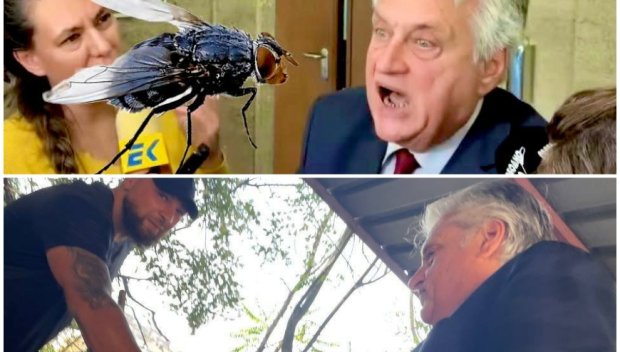 Голяма Муха с татуировка влезе в ухото на Бойко Рашков - да е дамаджана, да знае какво да прави с нея. А то насекомо от пазарджишко