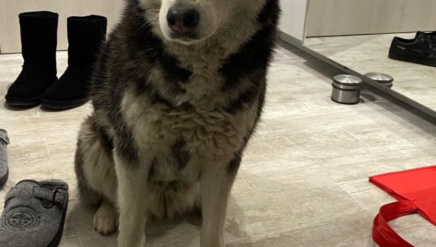 ПЕТИЦИЯ ЗА МАЯ: 170 000 искат безпристрастно разследване на случая с прегазеното куче