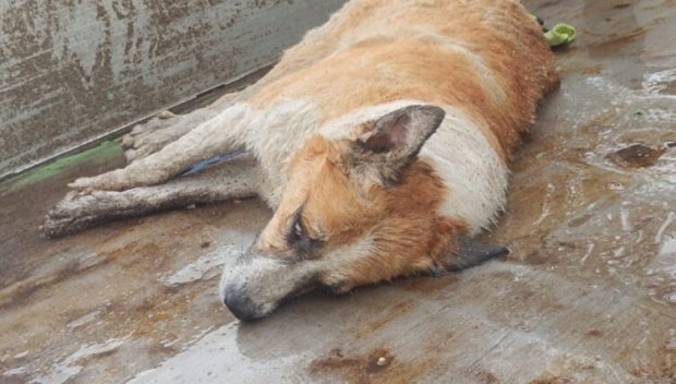 Разследват смъртта на бездомно куче в Благоевградско