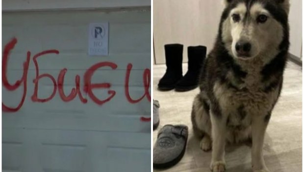 Костадин Ангелов за прегазеното куче: Това не е инцидент, а умишлена жестокост, садистично поведение