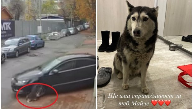 ОТ ПОСЛЕДНИТЕ МИНУТИ! Прокуратурата образува досъдебно производство по случая с прегазеното куче