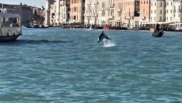 ЦЯЛА ИТАЛИЯ ГЛЕДА ВЕНЕЦИЯ: Делфинът Мимо върза на фльонга властите