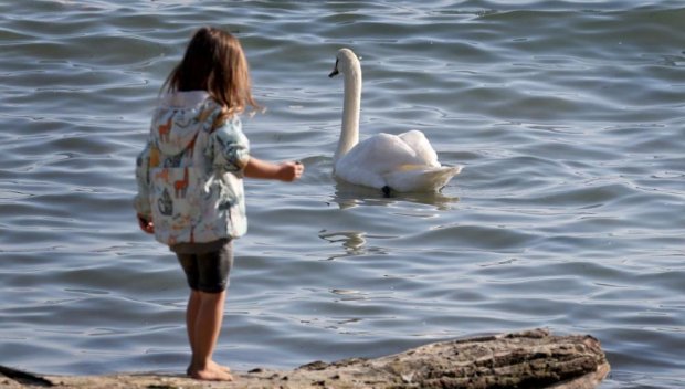 Морска идилия: Варненският плаж отново стана лебедово езеро (СНИМКИ)