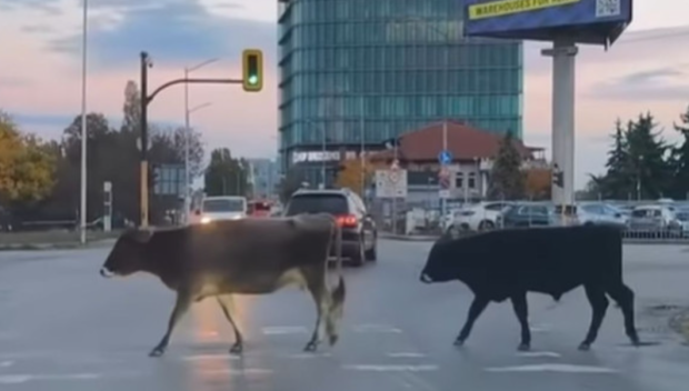 ДЕЖА ВЮ! Говеда се разхождат отново по столичния булевард Брюксел