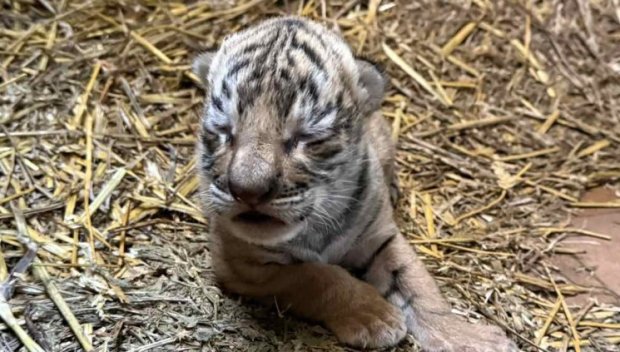 ЗА ПЪРВИ ПЪТ: Бебе бенгалски тигър се роди в зоопарка в Стара Загора