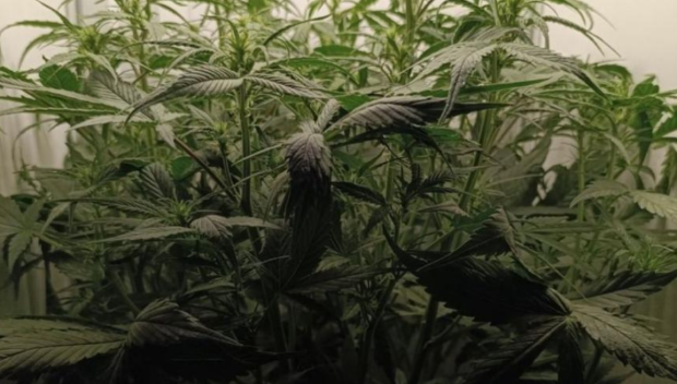 Полицаи се натъкнаха на два кашона с марихуана в апартамент в Казанлък