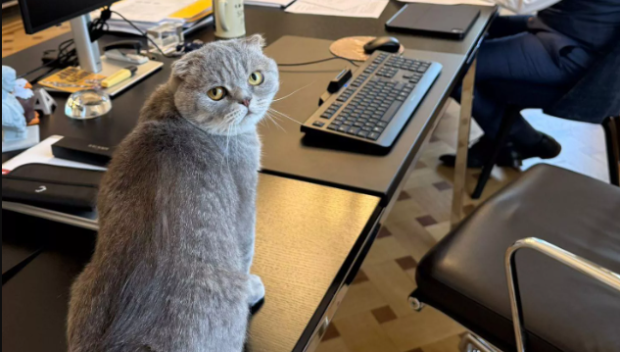 Котаракът Максимус на белгийския премиер засенчва по слава котарака на британските премиери