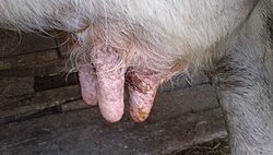 Експерти от ЕС обследват епидемията от шап в Северен Кипър