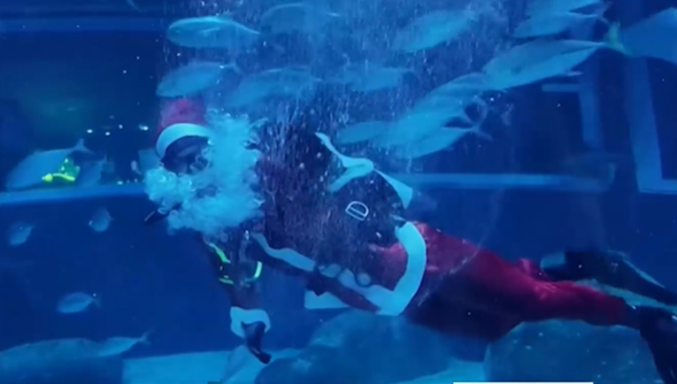 Дядо Коледа се гмурна в аквариума в Рио де Жанейро (ВИДЕО)