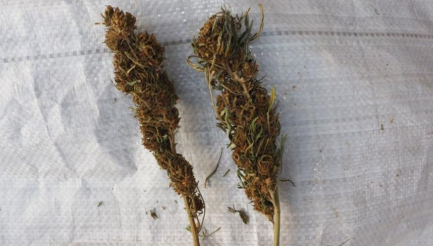 Иззеха голямо количество марихуана в Казанлъшко