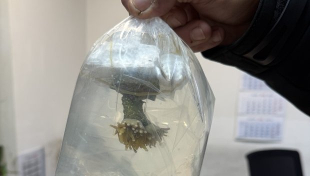 Живи корали задържаха митничарите на Капитан Андреево (СНИМКИ)