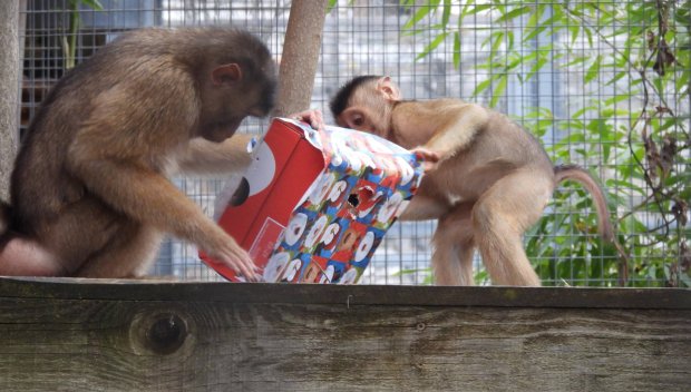 Приматите в столичния зоопарк получиха подаръци