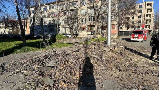 Вятър със 100 км/ч връхлетя Пловдив, от общината с апел: Не паркирайте под дървета