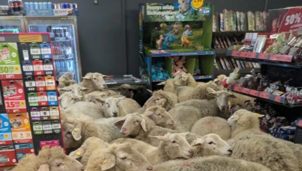 КУРИОЗ! Стадо овце нахлу в супермаркет в Германия