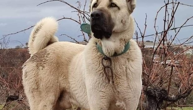 Убийство на кангал потресе Българово в последния ден на изминалата година