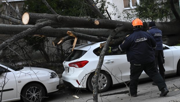 Огромно дърво падна върху кола в София (СНИМКИ)