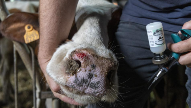 Ферми в Хасково и Смолян пламнаха от син език