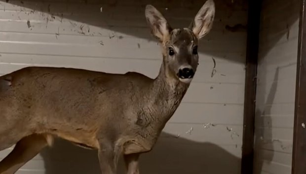 Спасиха ранен сръндак край Приморско (ВИДЕО)