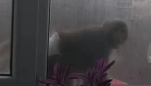 Маймуна по памперс се разхожда по первази и тераси в Люлин