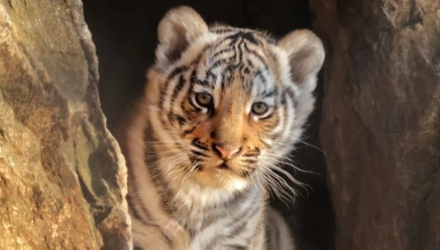Избраха име за новороденото тигърче в Стара Загора