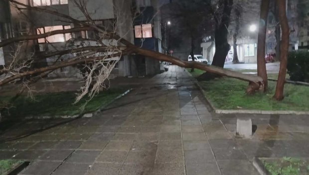 Ураганен вятър троши дървета и електрически стълбове в Бургас