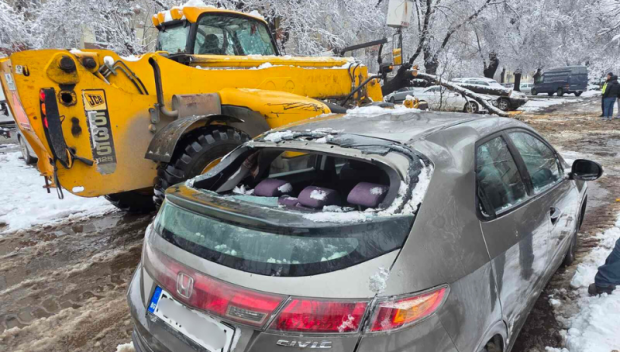 Дърво падна и премаза пет автомобила в Пловдив (СНИМКИ)