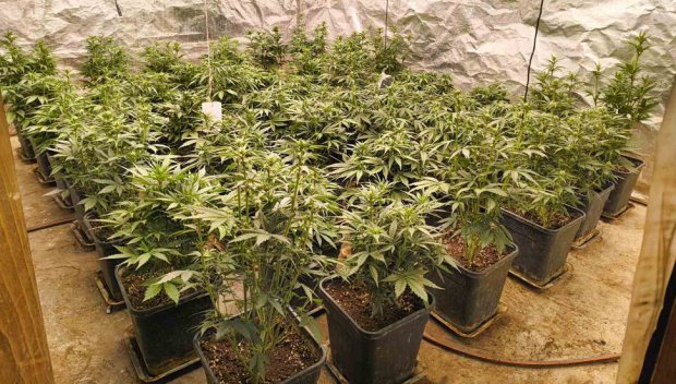 СДВР иззе 4 кг марихуана и 1000 гр кокаин