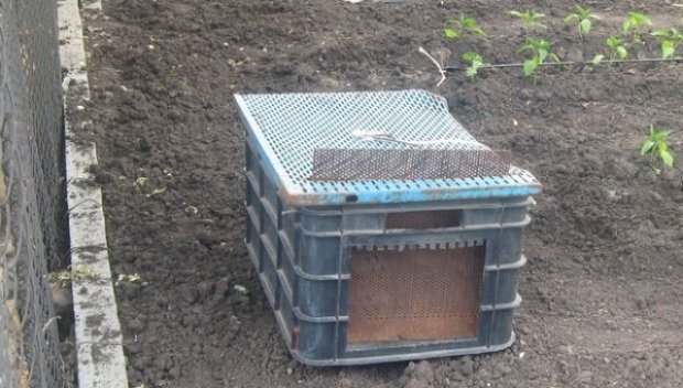 Разследват мъж и жена, залагали капани за бездомни животни в парка на Стара Загора