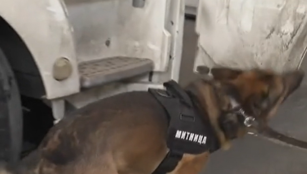 Митническото куче Крум надуши кокаин за над 1,4 млн. евро в камион с цветя