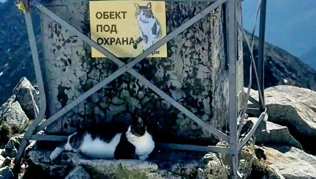 “Господарят” на Мусала е болен, да му помогнем