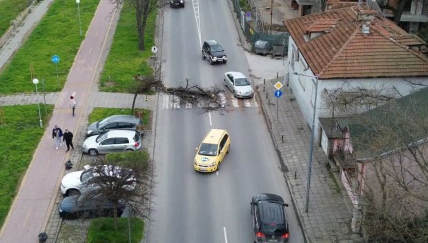 Дърво падна на пешеходна пътека на оживен булевард в Пловдив (СНИМКА)