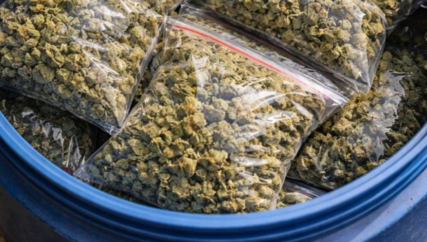 Разкриха две оранжерии с марихуана в Русенско, иззеха над 170 растения