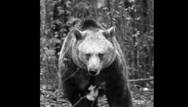 Сърдечна недостатъчност уби мечката Рада от парка в Белица
