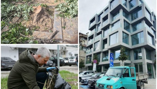 Кметът на Варна измисли схема как да сече дървета, за да не пречат на бетона