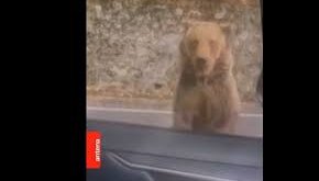 Мечка нападна шеф в БФС в Румъния, разкъса ръката му (ВИДЕО)