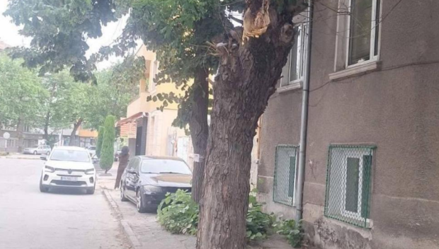 Голям клон на дърво се счупи и падна на улица в Асеновград (СНИМКА)