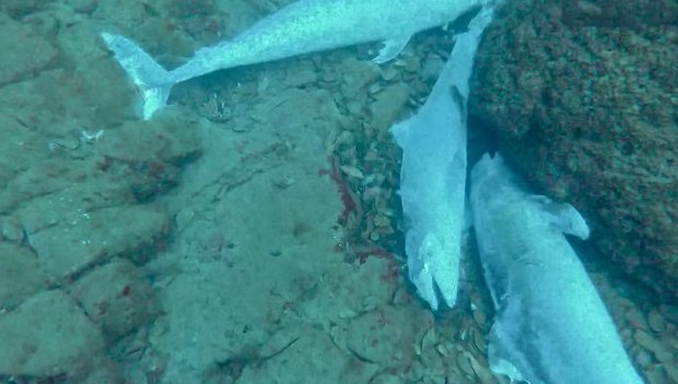 ЗЛОВЕЩО: На десетки мъртви делфини се натъкнаха водолази край Приморско (ВИДЕО)