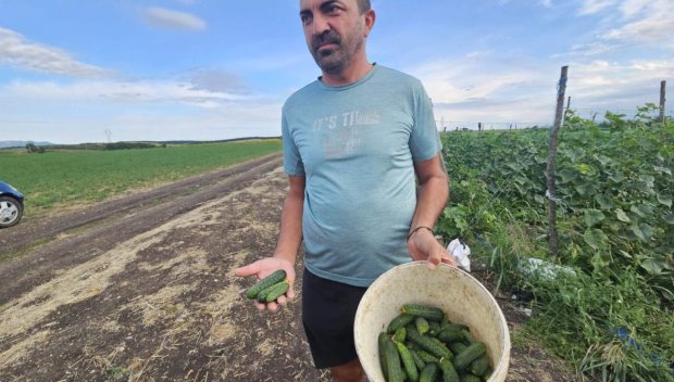 Земеделци от Хасковско на протест, изкупуват им корнишоните на безценица
