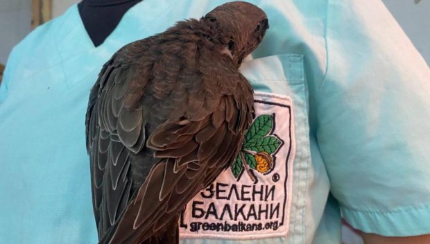 Ето как да помогнете на бързолет в беда