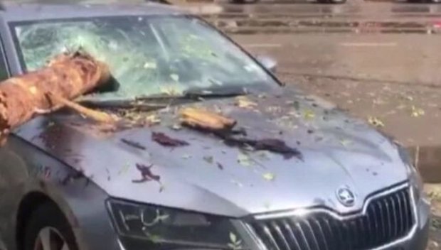 Бурята в София нанесе щети: Дърво проби стъклото на автомобил, общо 34 са сигналите за паднали дървета (ВИДЕО)