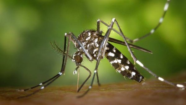 ДЕБНЕ НИ НОВА ОПАСНОСТ: Нашествие на корейски комар в Европа, оцелява и през зимата