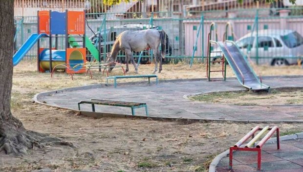 ТРАГИКОМИЧНО: Кон нахлу в чисто нова детска градина в столичния кв. Христо Ботев, гониха го с метли