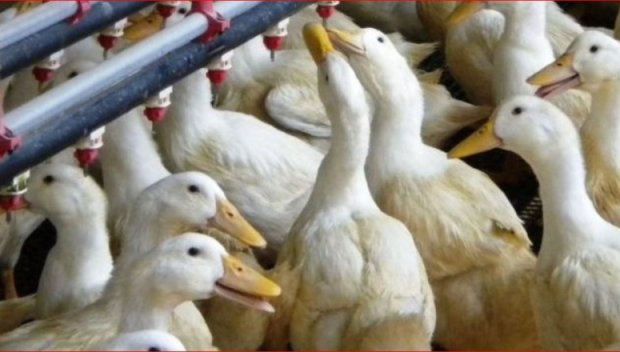 Oгнище на птичи грип в пловдивското Момино село